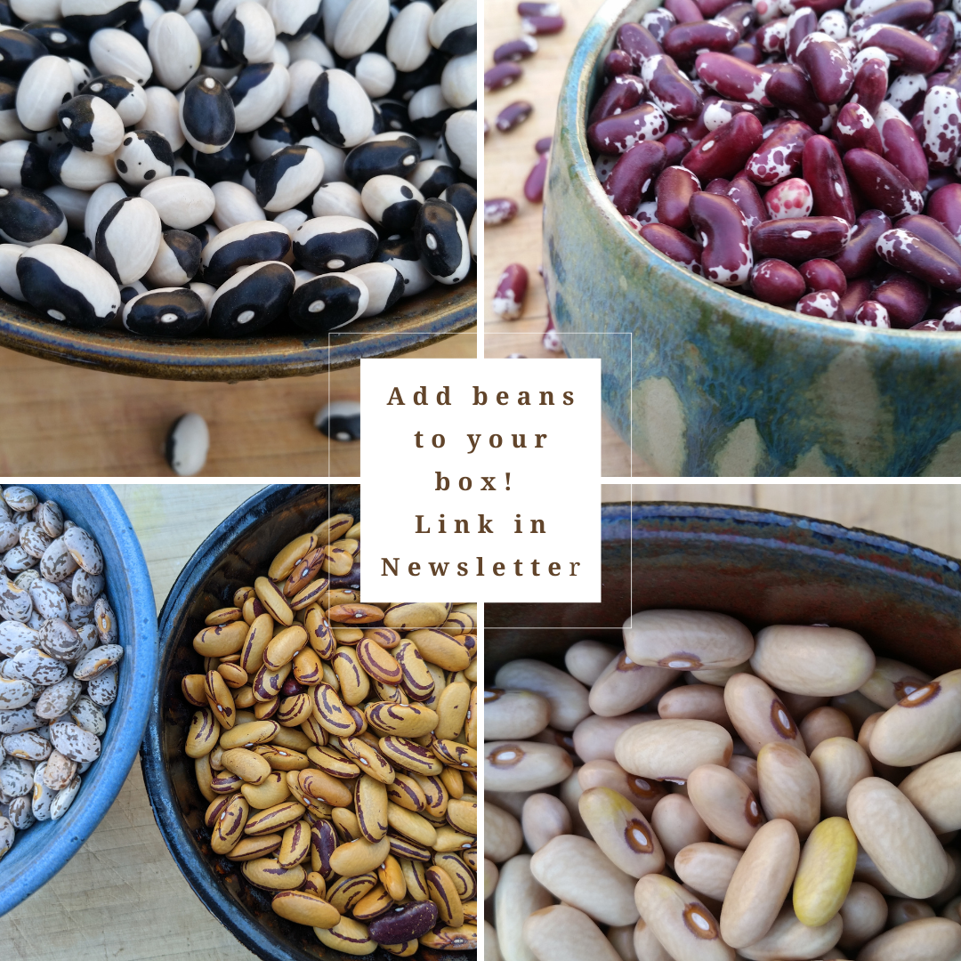 A colorful sampling of heirloom dried beans from Decadence Heirloom Beans.
