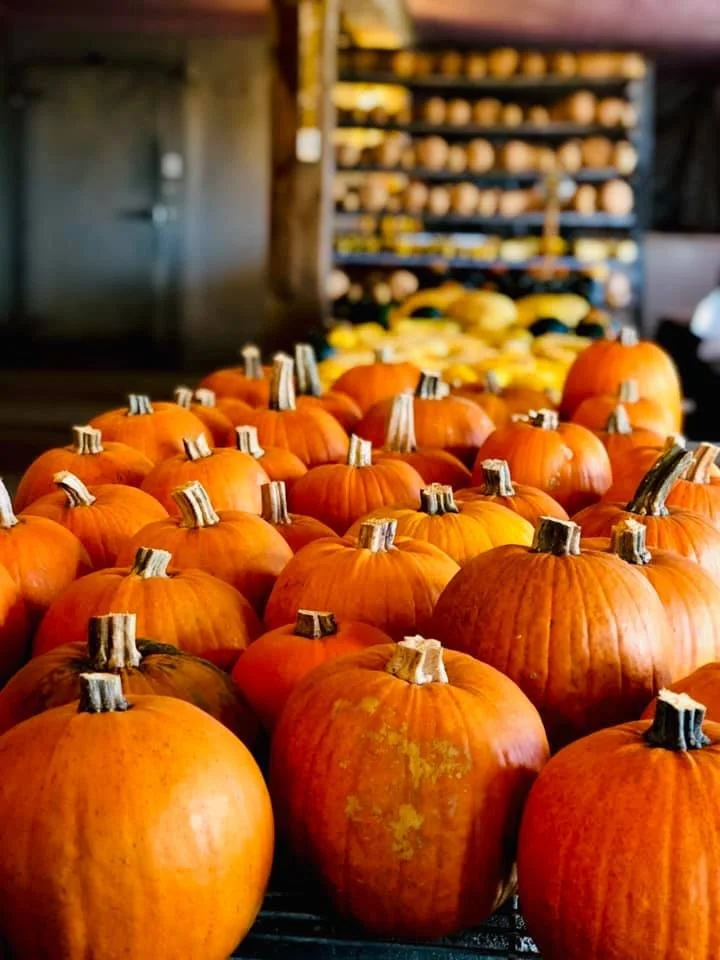 Get a load of these gorgeous gourds!