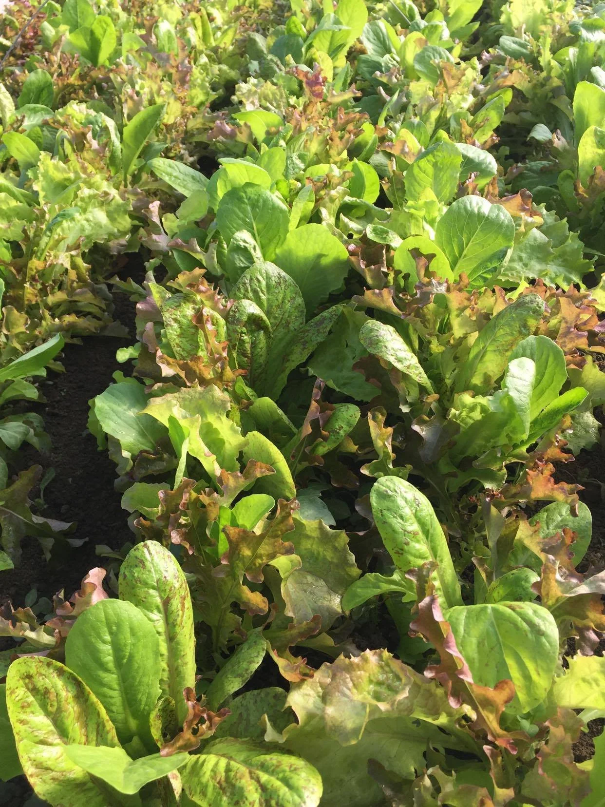  Leafy, organic salad greens growing in the sunlight. 