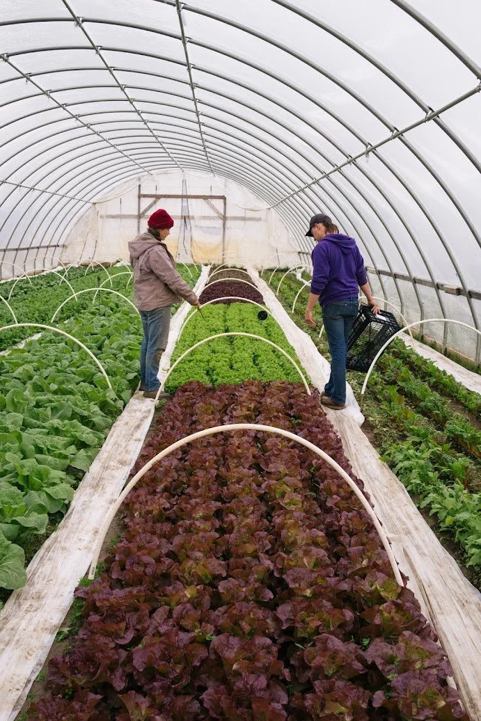  Emmalyn and Cody between rows of leafy, organic goodness in a hoop house at Foxtail Farm. 
