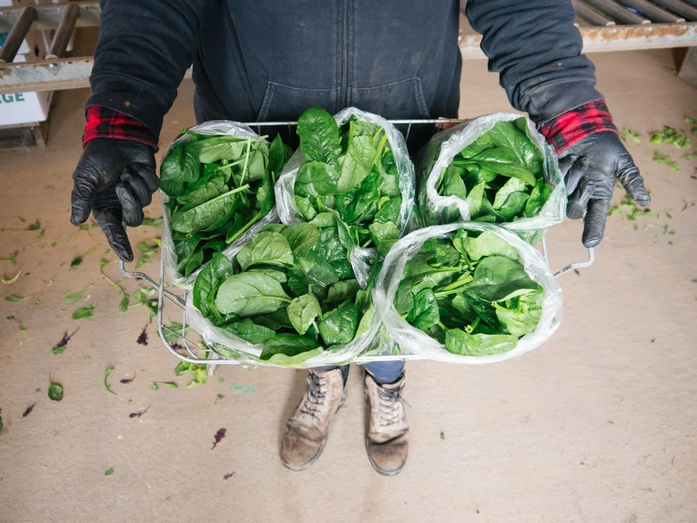 Bags of fresh spinach harvested at Foxtail Farm.