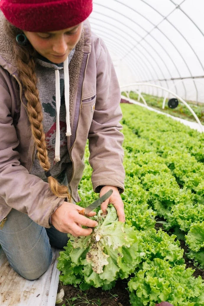 Emmalyn harvesting a head of lettuce in the hoop house at Foxtail Farm.